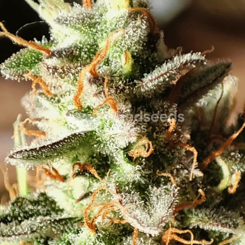 Bruce Banner Auto by WeedSeedsExpress grown by AsNoriu